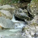 — Pool — Idro 아파트